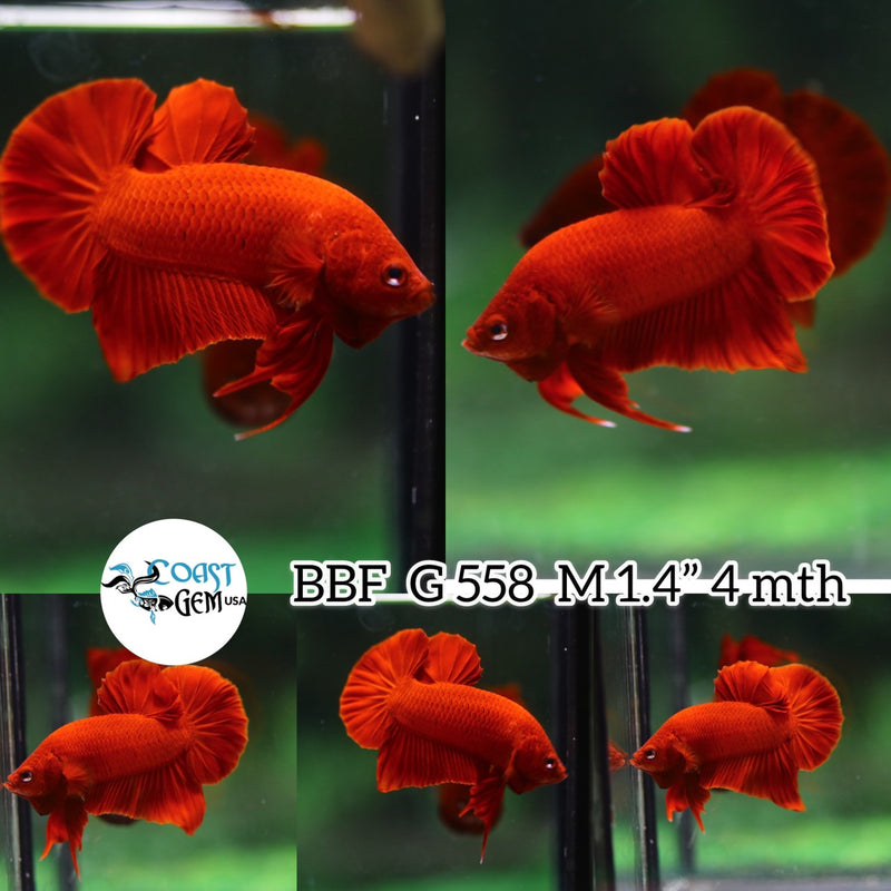 (BBF-A558) Super Red Plakat Male Betta