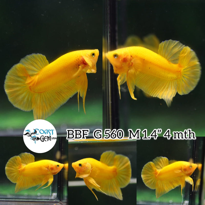 (BBF-A560) Super Yellow Plakat Male Betta
