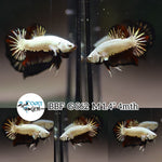 (BBF-A562) Black Dragon Plakat Male Betta