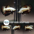 (BBF-A562) Black Dragon Plakat Male Betta
