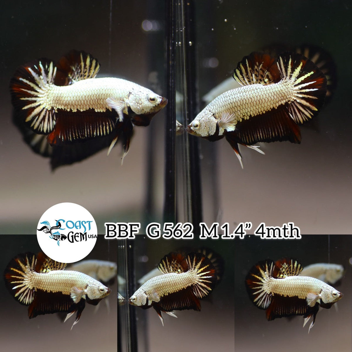 (BBF-A562) Black Dragon Plakat Male Betta