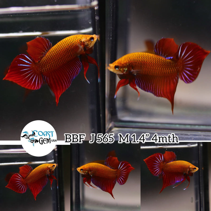 (BBF-A565)DELAY9/25 Red Splendens Spade Tail Wild Male Betta