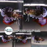 (BBF-A568) Black Marble Plakat Male Betta