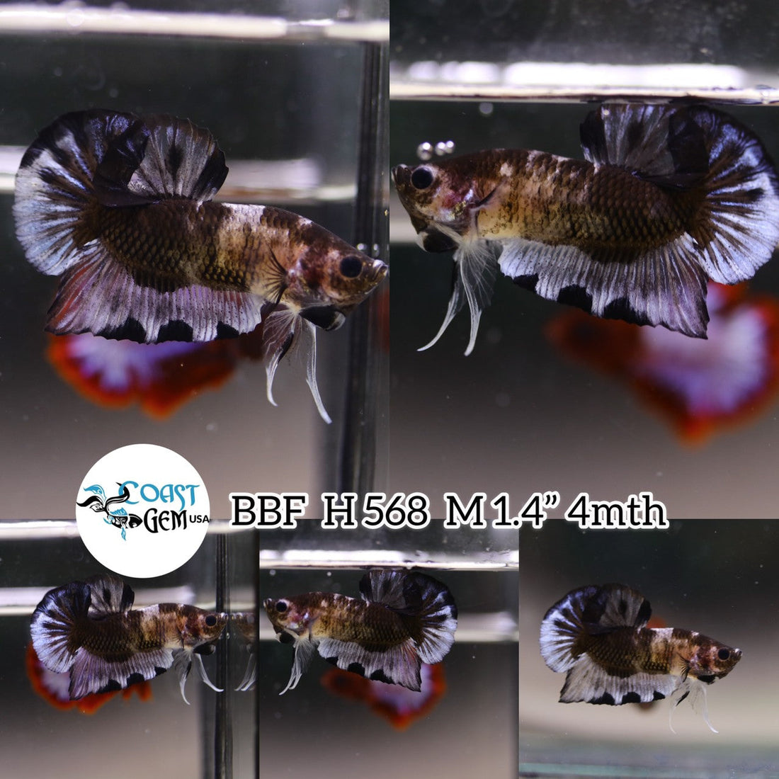 (BBF-A568) Black Marble Plakat Male Betta