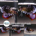 (BBF-A568) Black Marble Plakat Male Betta