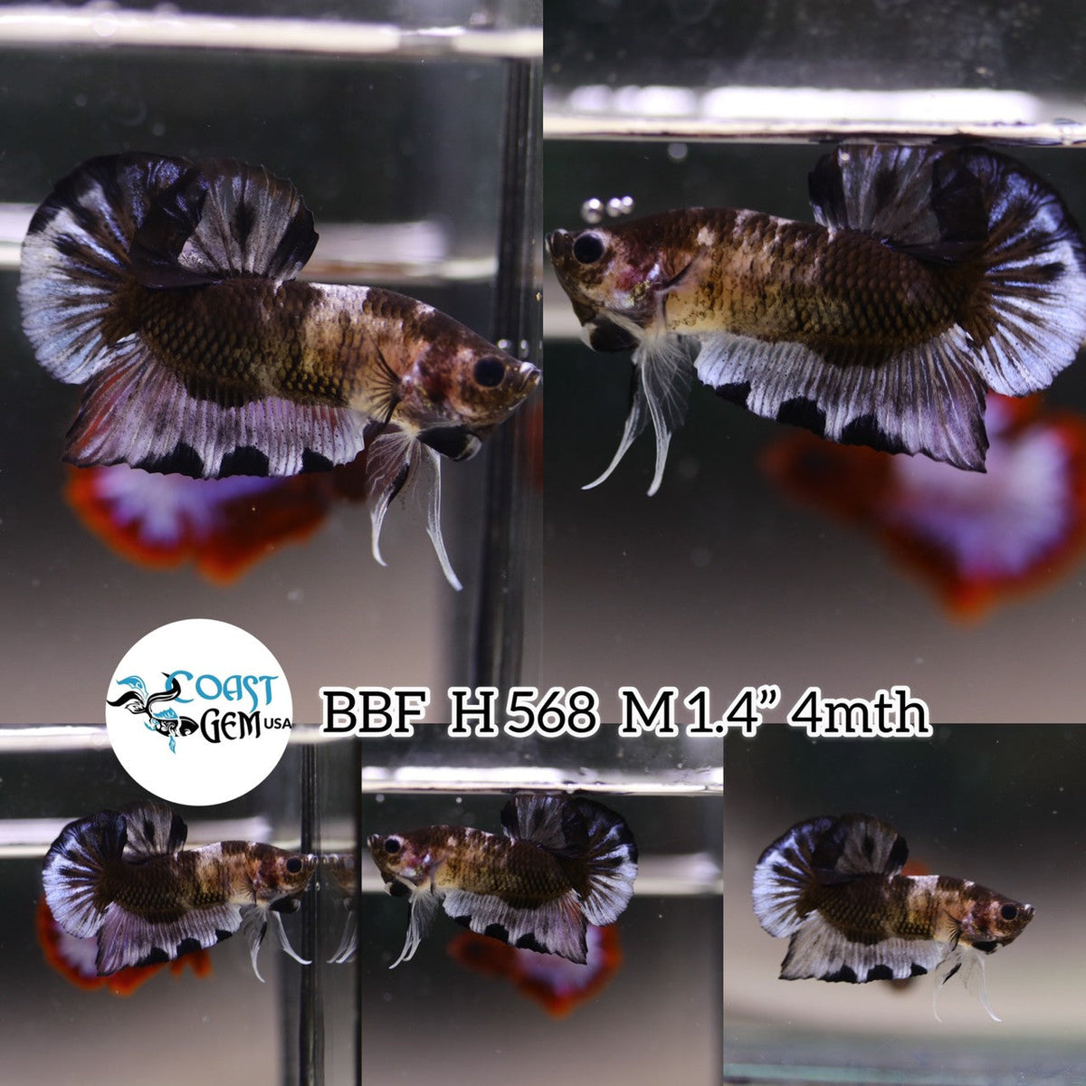 (BBF-A568) Black Marble Plakat Male Betta