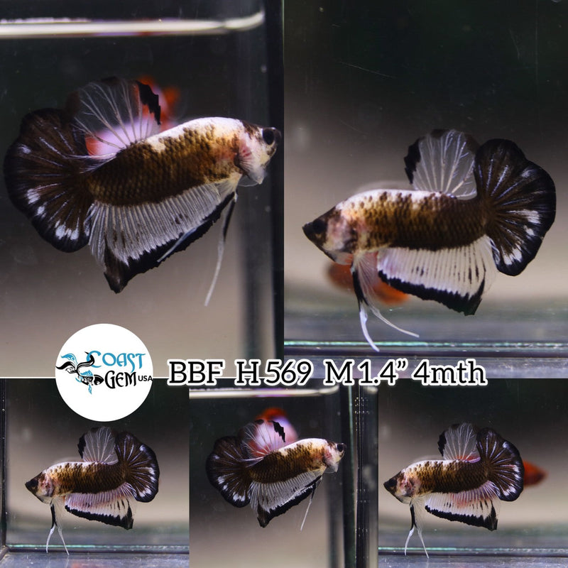 XS152(BBF-A569) Black Marble Plakat Male Betta