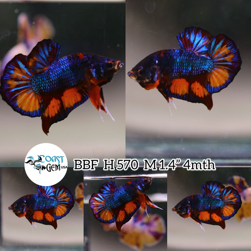 (BBF-A570) Blue Nemo Armageddon Plakat Male Betta