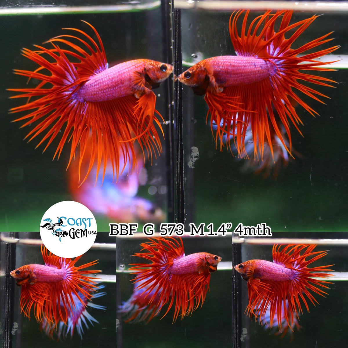 (BBF-A573)x Red Fancy Crown Tail Male Betta