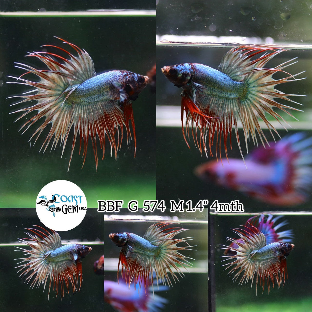(BBF-A574) Red Copper Fancy Crown Tail Male Betta