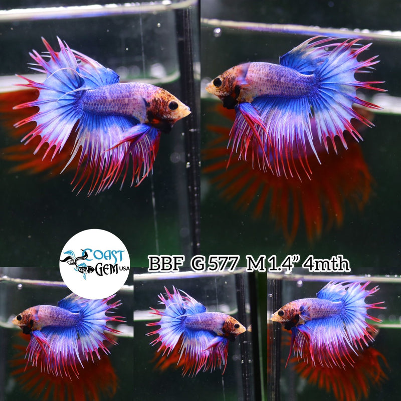 N/W(BBF-A577) Salamander Fancy Crown Tail Male Betta