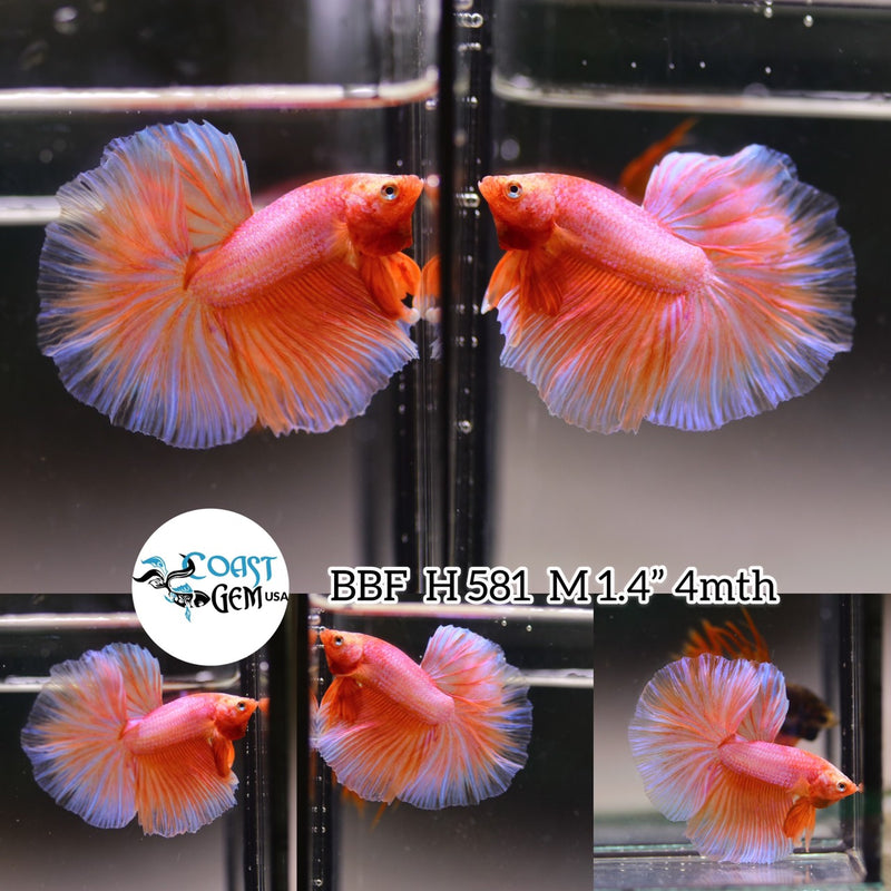 (BBF-A581) Orange Fancy Halfmoon Male Betta
