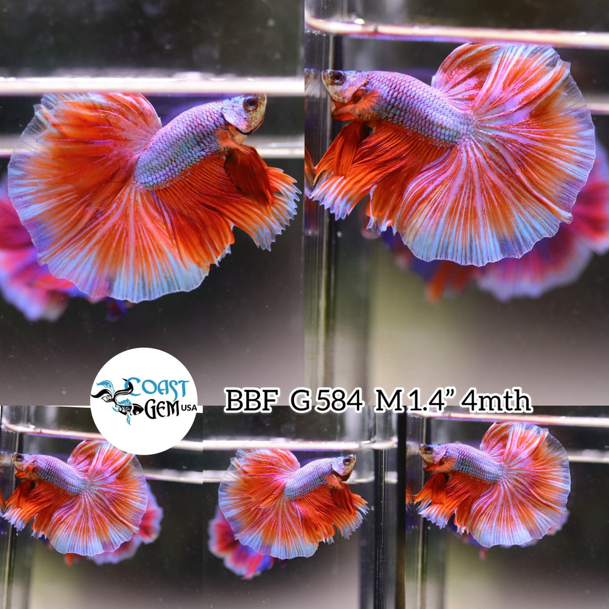 (BBF-A584) Pink Fancy Dragon Halfmoon Male Betta