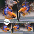 (BBF-A590) Yellow Fancy Crown Tail Male Betta