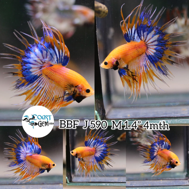 (BBF-A590) Yellow Fancy Crown Tail Male Betta