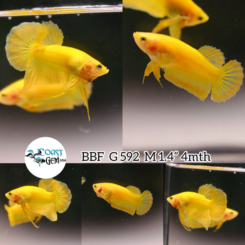 (BBF-A592) 1Pair Super Yellow Plakat Betta