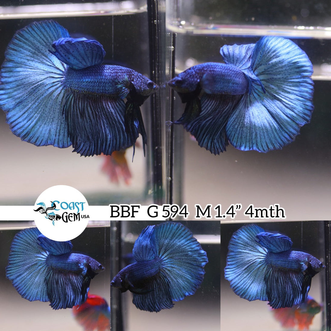 (BBF-A594)x Super Blue Halfmoon Male Betta