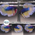 (BBF-A595) Blue Mustard Butterfly Halfmoon Male Betta