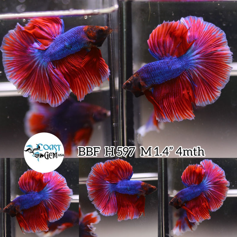X (BBF-A597) Red Blue Butterfly Halfmoon Male Betta
