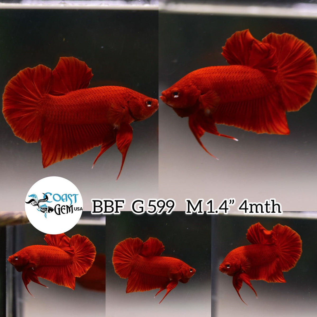 (BBF-A599) Super Red Plakat Male Betta