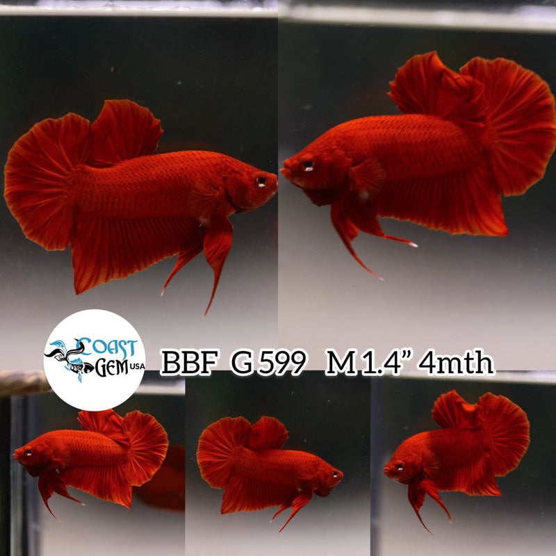 (BBF-A599) Super Red Plakat Male Betta