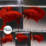 (BBF-A601) Super Red Plakat Male Betta