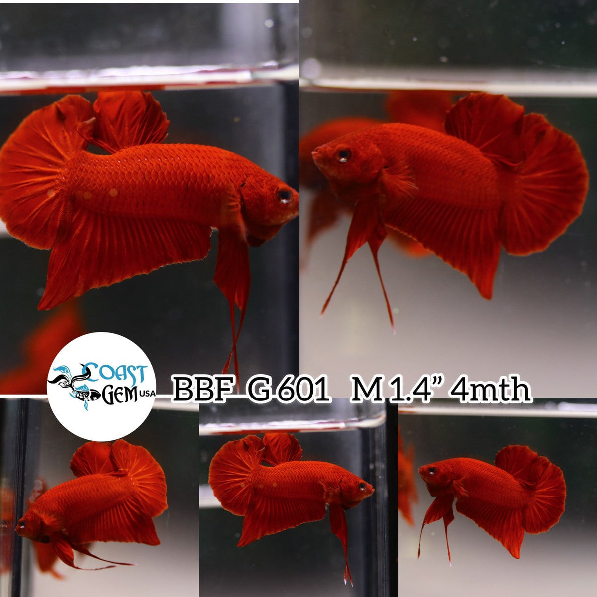 (BBF-A601) Super Red Plakat Male Betta