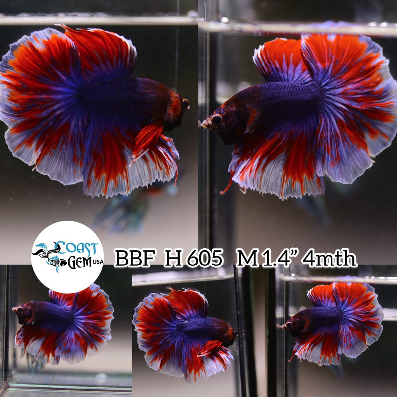 (BBF-A605) Red Fancy Halfmoon Male Betta