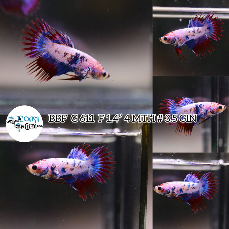 N/W(BBF-A611) Pink Fancy Grizzle Crown tail  Female Betta