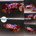 (BBF-A614) Candy Multicolor Plakat Female Betta
