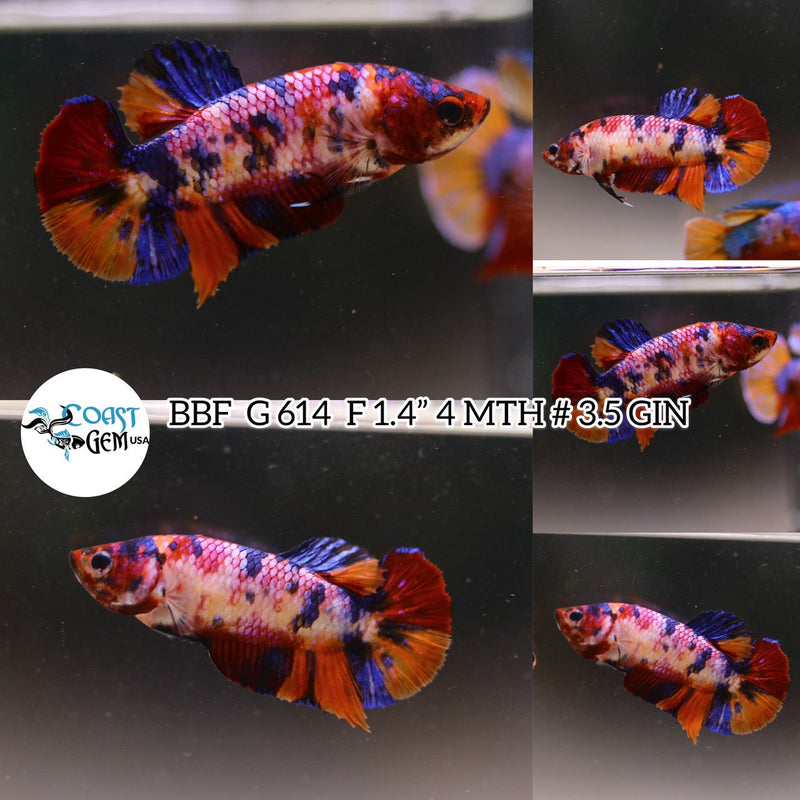 (BBF-A614) Candy Multicolor Plakat Female Betta