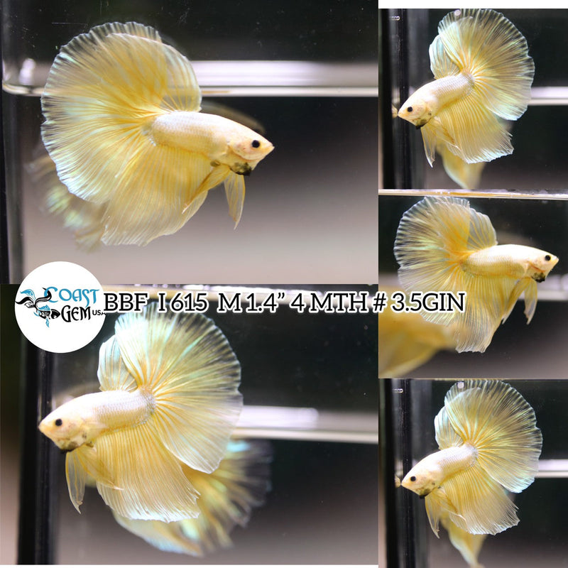 N/W(BBF-A615) Yellow Gold Dragon Halfmoon Male Betta