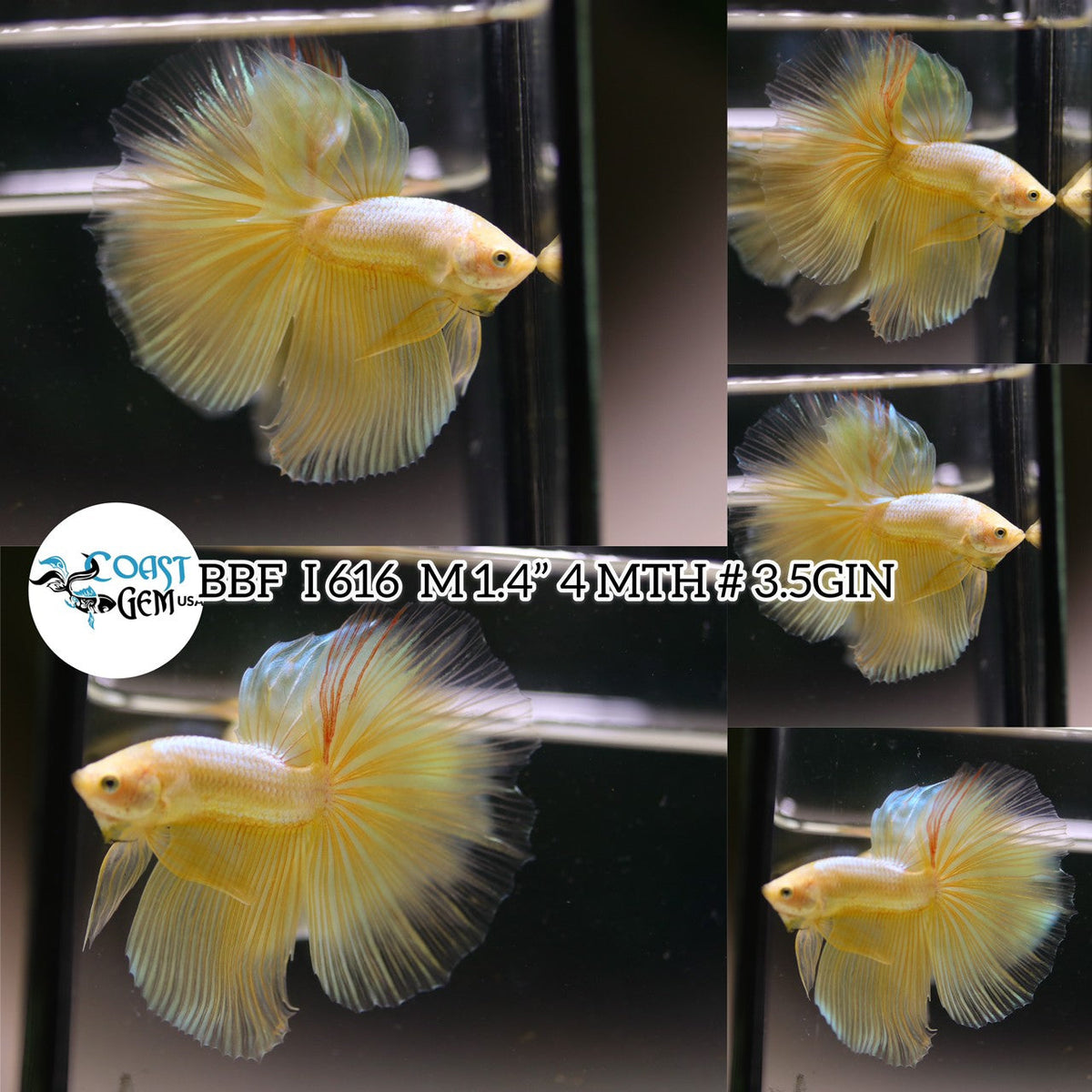 (BBF-A616) Yellow Gold Dragon Halfmoon Male Betta