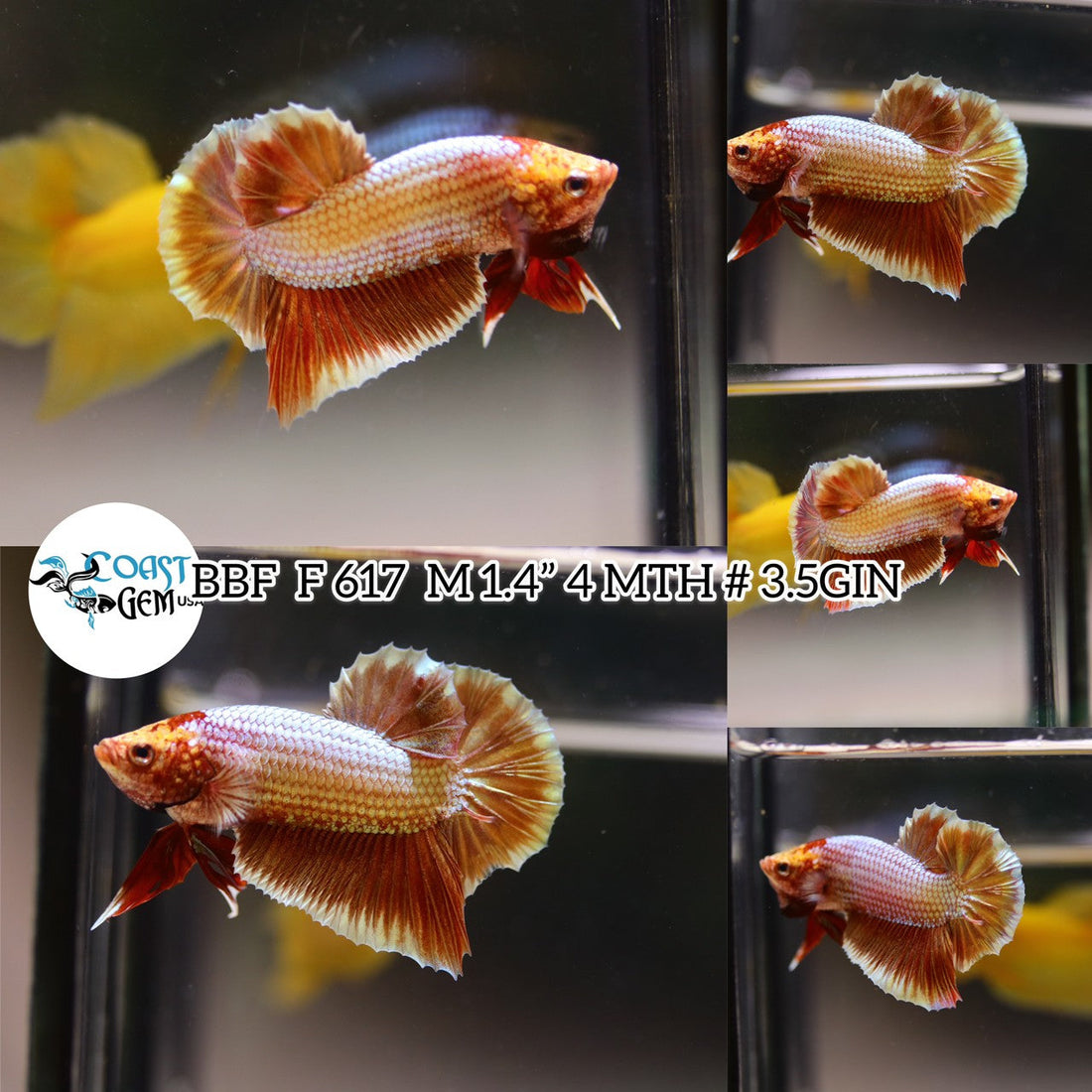 (BBF-A617) Copper Red Dragon Plakat Male Betta