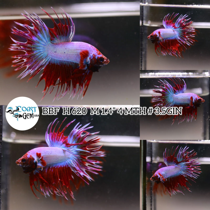 (BBF-A620) Red Fancy Crown Tail Male Betta