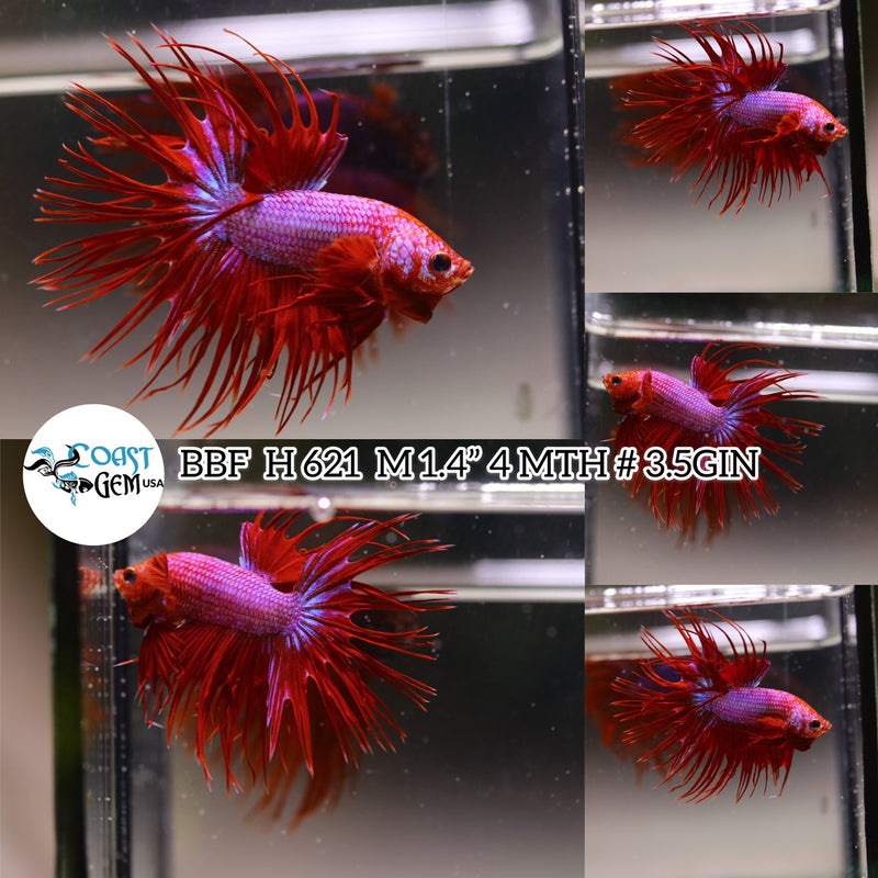 (BBF-A621)x Red Fancy Crown Tail Male Betta