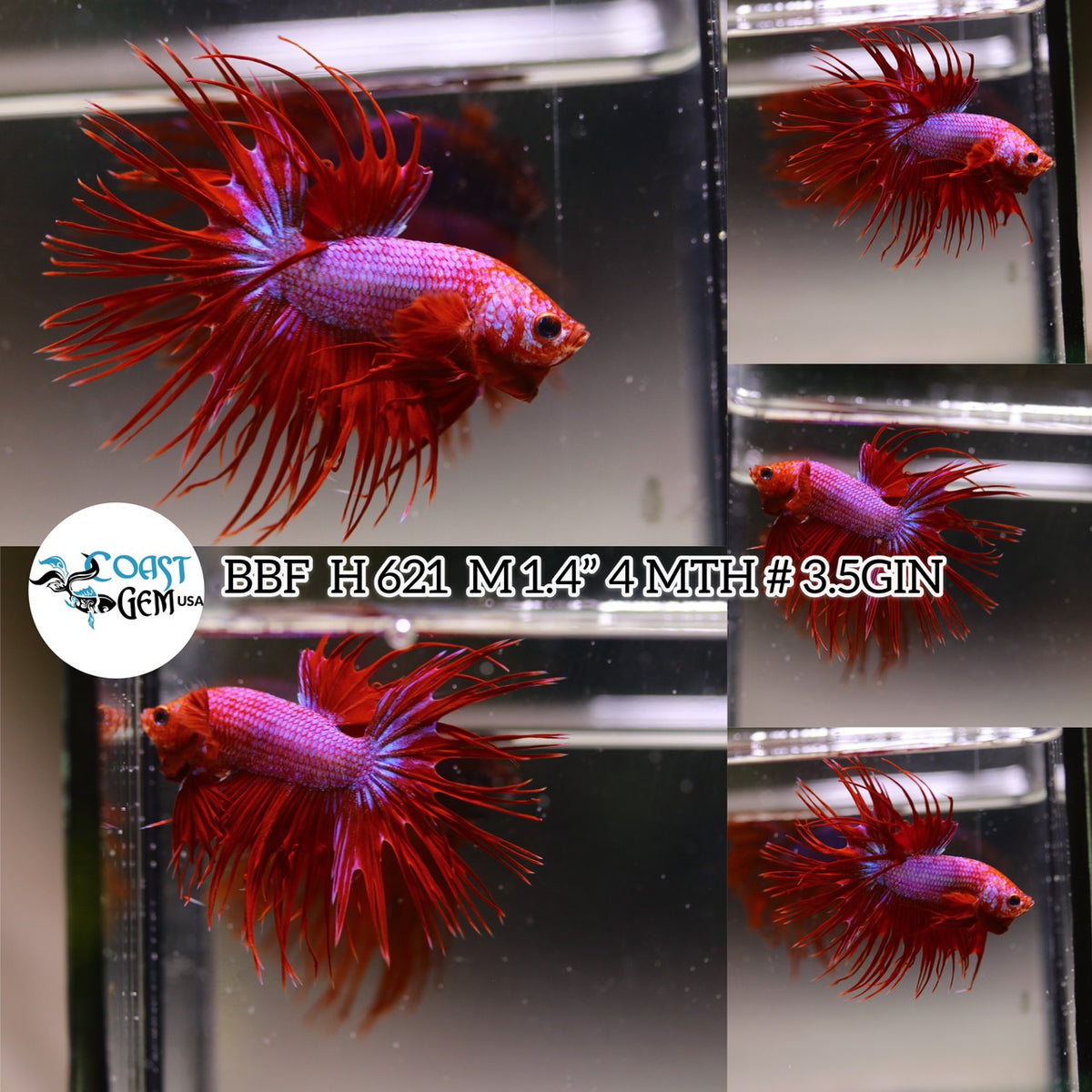 Betta Fish for Sale | Plakat Bettas | Fighting Fish | HMPK Betta ...