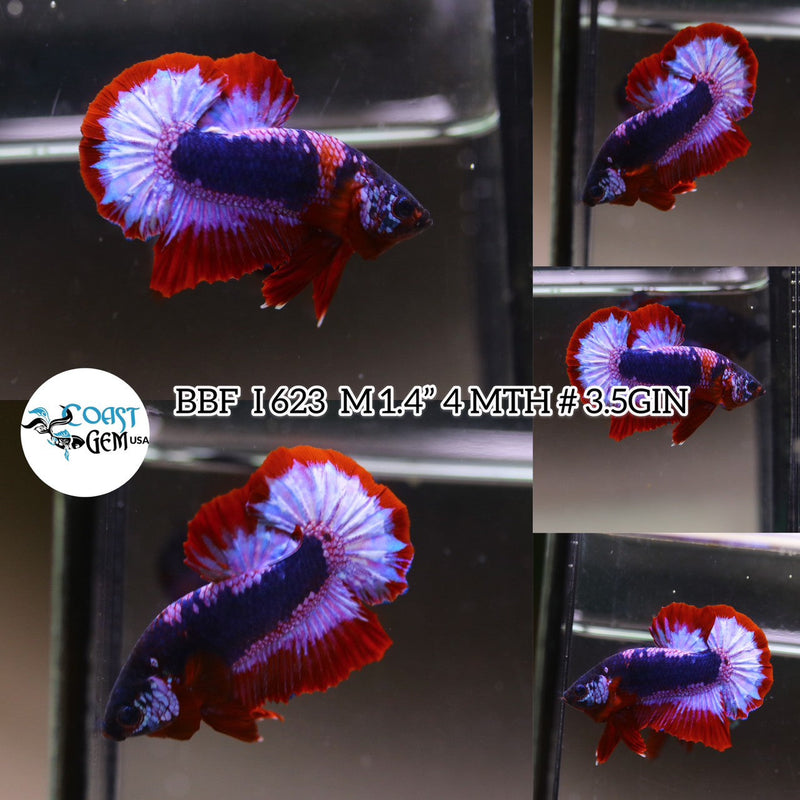 (BBF-A623) Fancy Double Rim Butterfly Plakat Male Betta