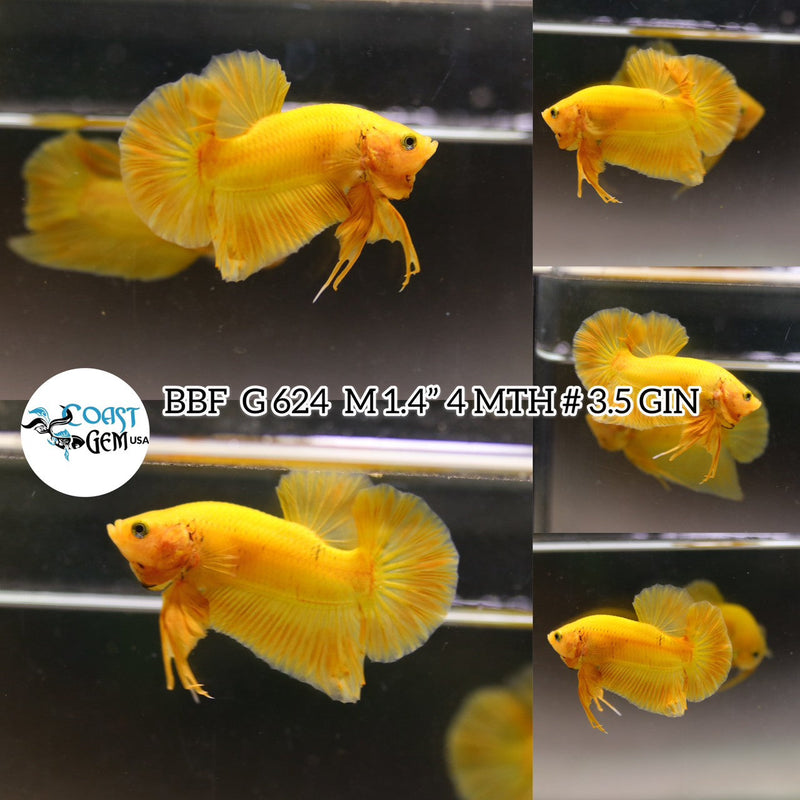 (BBF-A624) Super Yellow Plakat Male Betta