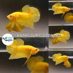 (BBF-A625) Super Yellow Plakat Male Betta