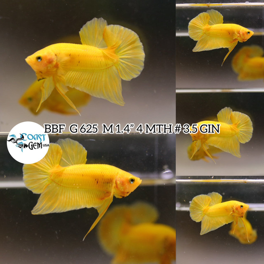 (BBF-A625) Super Yellow Plakat Male Betta