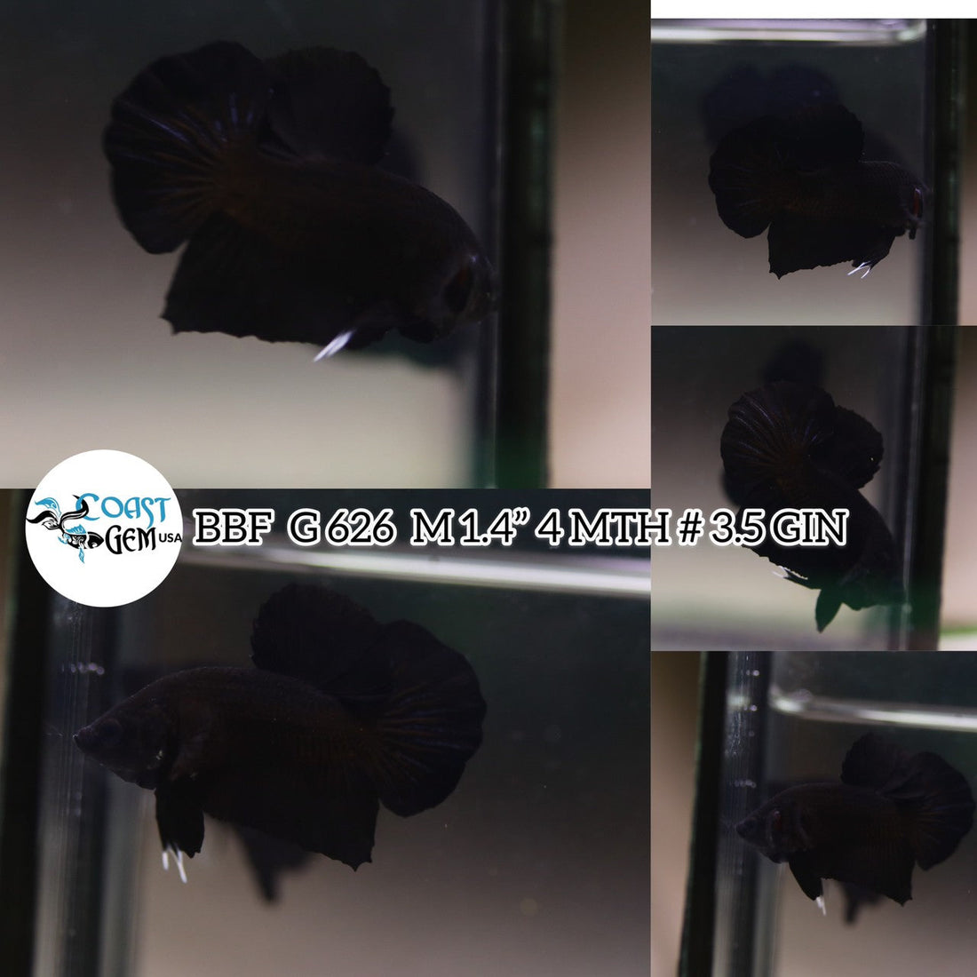 (BBF-A626) Super Black Plakat Male Betta