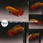(BBF-A628) Red Splendens Female Betta