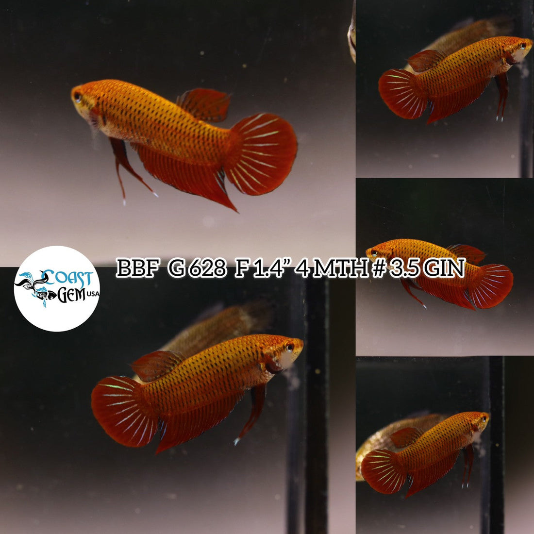 (BBF-A628) Red Splendens Female Betta