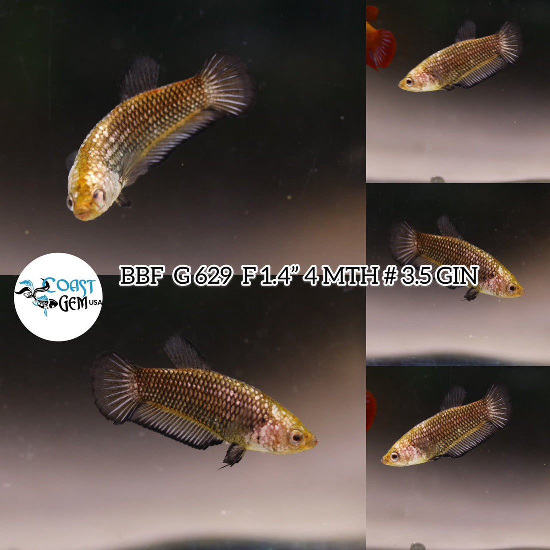 (BBF-A629) Black Samurai Plakat Female Betta
