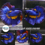 (BBF-A631) Blue Mustard Fancy Halfmoon Male Betta