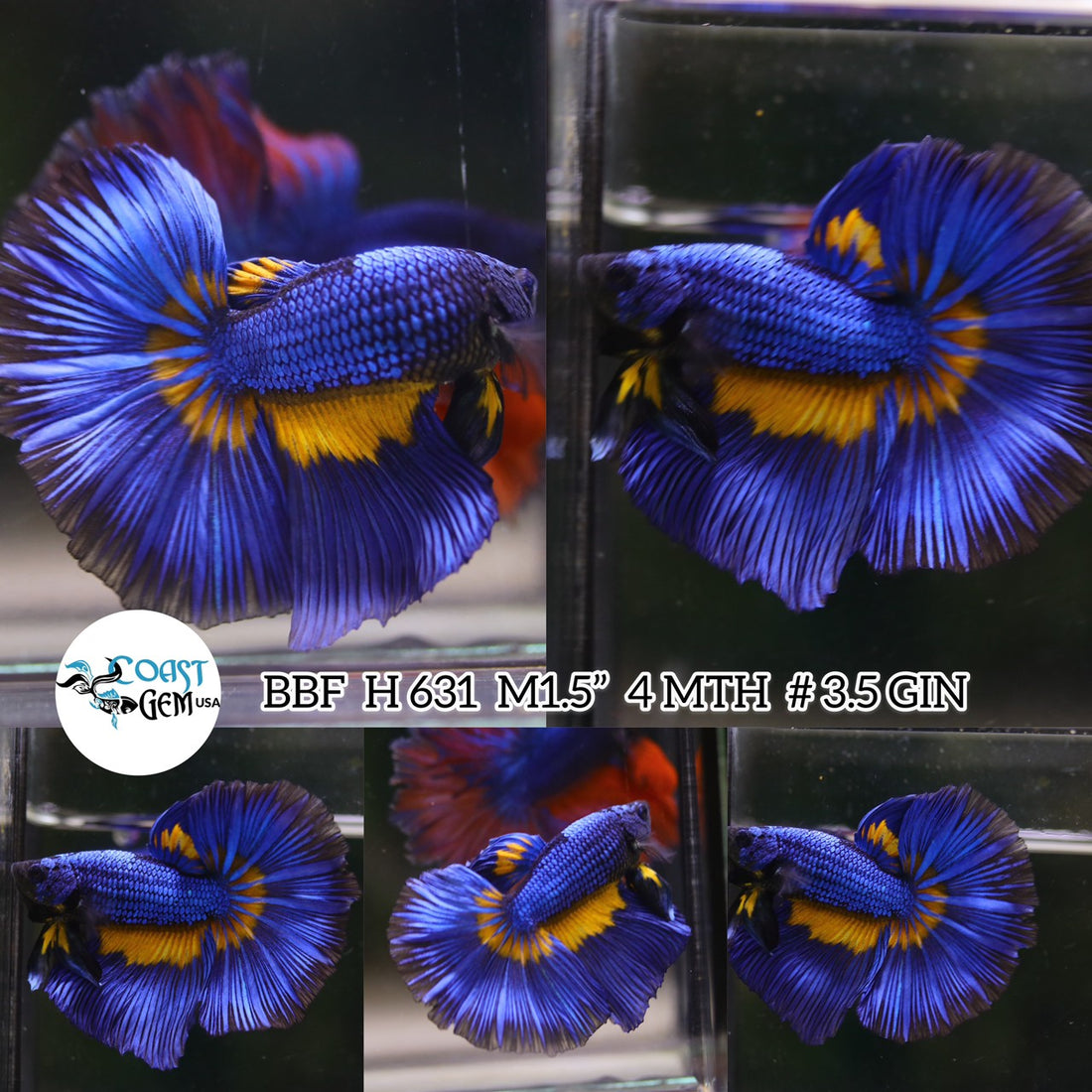 (BBF-A631) Blue Mustard Fancy Halfmoon Male Betta