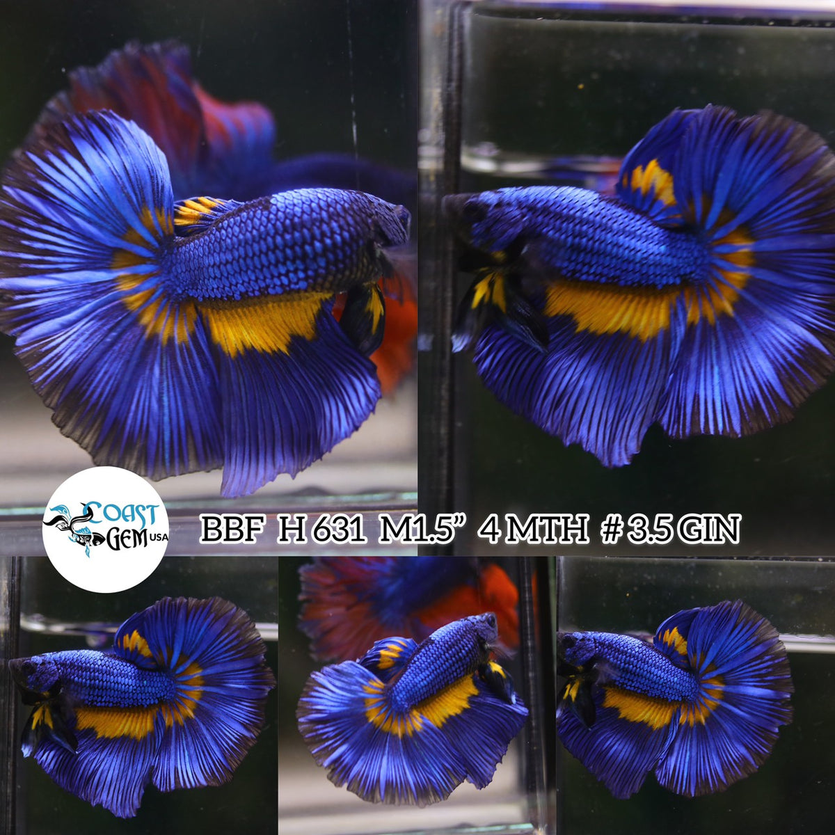 Betta Fish for Sale | Plakat Bettas | Fighting Fish | HMPK Betta ...