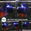 (BBF-A632) Blue Marble Fancy Halfmoon Male Betta
