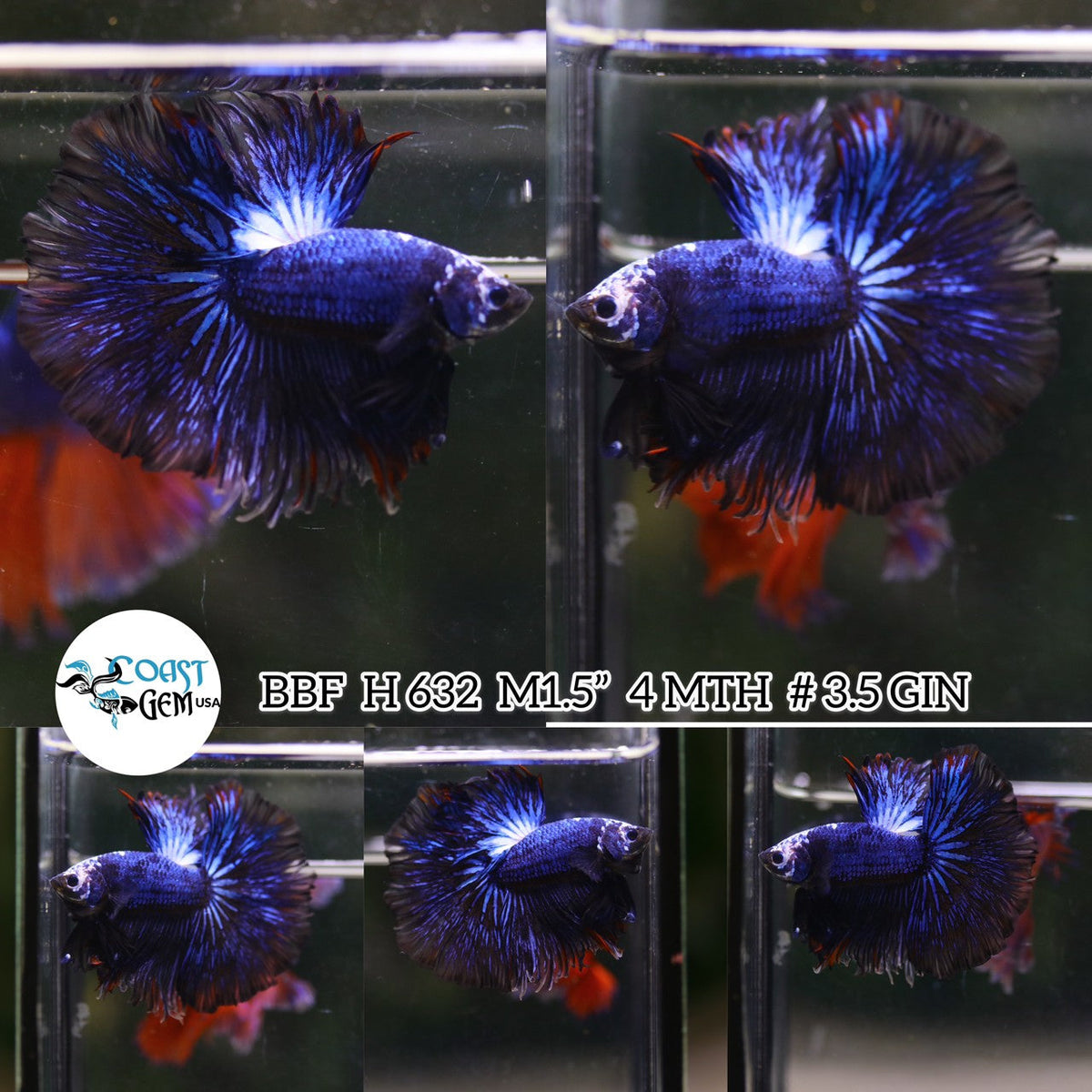 (BBF-A632) Blue Marble Fancy Halfmoon Male Betta